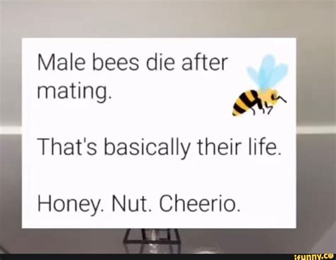 male bees die after mating|The Life Cycle Of A Male Bee: Mating Behavior